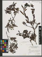 Foto von Salix purpurea L.